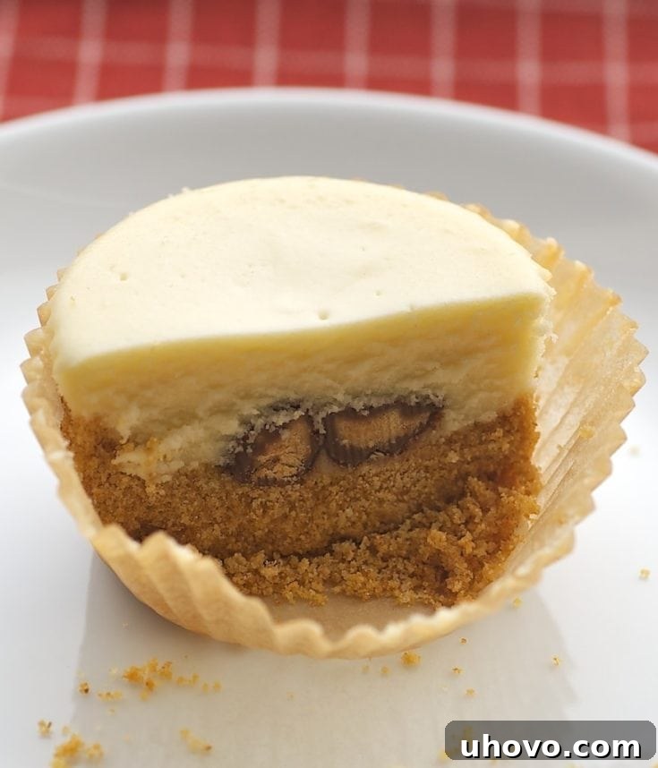 Peanut Butter Cheesecake Minis, showcasing their irresistible appeal and perfect portion size.