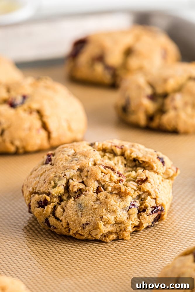 A batch of freshly baked oatmeal cranberry cookies, perfectly golden and awaiting their final white chocolate drizzle, cooling on a parchment-lined baking pan.