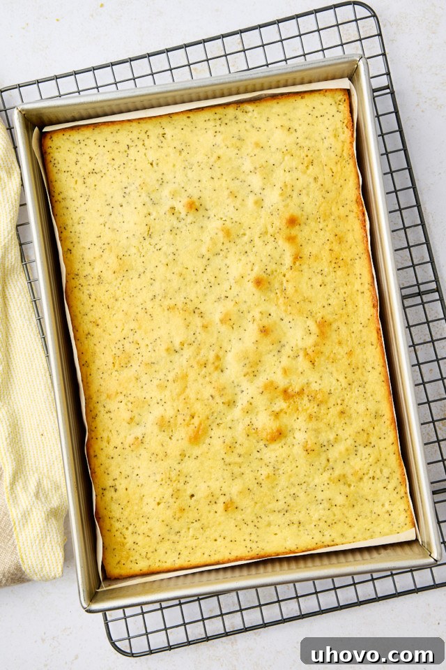 overhead view of freshly baked lemon poppy seed cake in a 9x13 pan on a wire rack