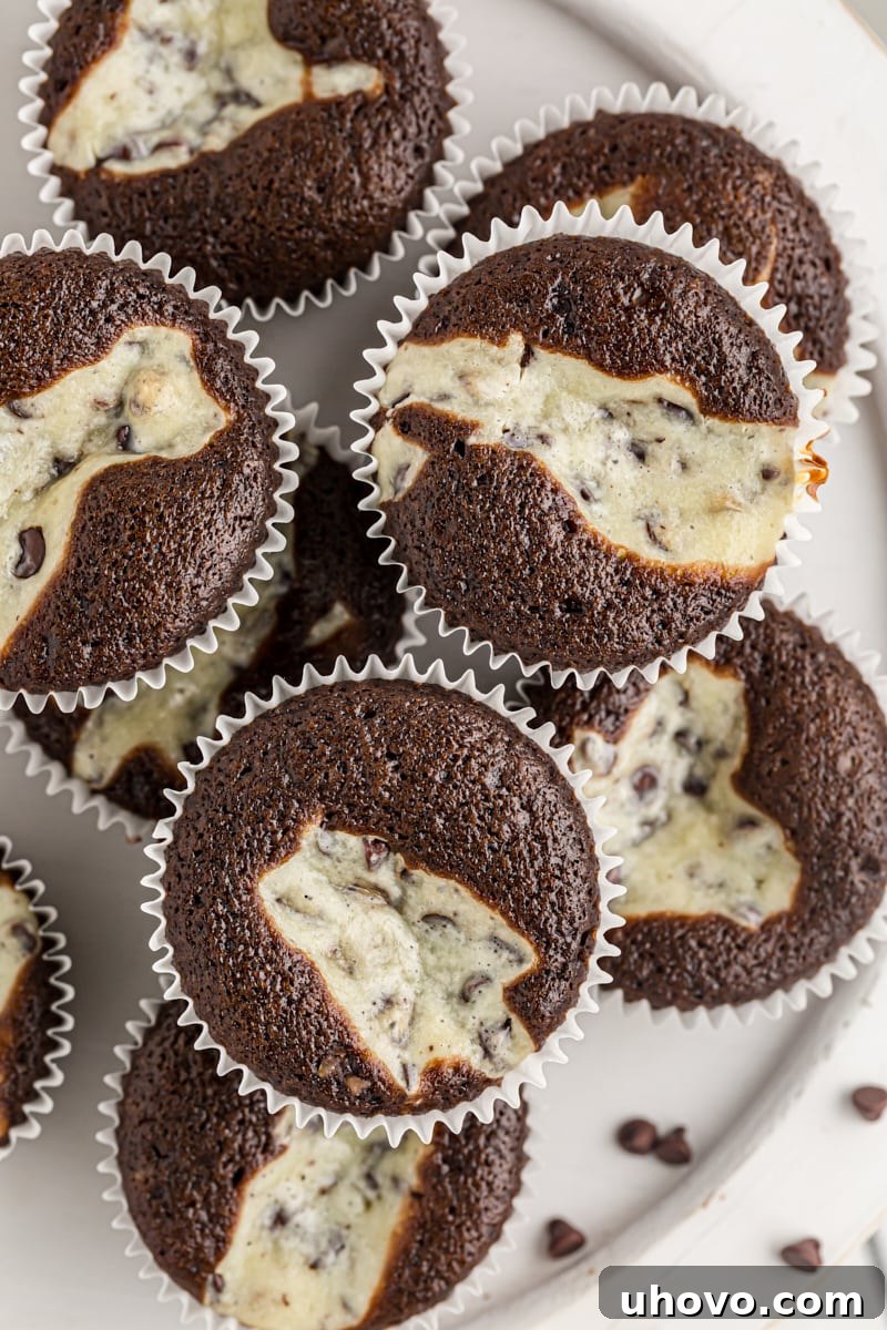 Overhead view of a tempting pile of Black Bottom Cupcakes, featuring a rich chocolate cake base and a creamy cheesecake swirl, artfully arranged on a white plate.