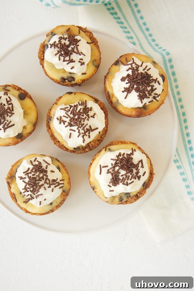 Chocolate Chip Cheesecakes topped with whipped cream and chocolate sprinkles