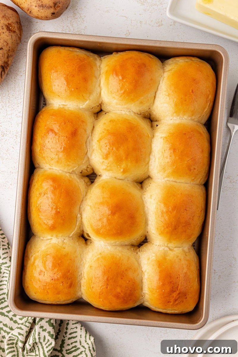 A top-down view of a rectangular baking pan filled with freshly baked, golden-brown potato rolls, glistening with a perfect crust.