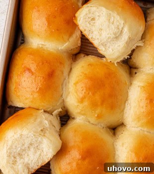 Golden brown potato rolls in a baking pan, with two rolls turned on their sides, showcasing their soft interior.