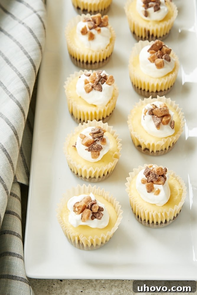 Delicious Brownie Bottom Mini Cheesecakes arranged beautifully on a white serving tray, ready to be enjoyed.