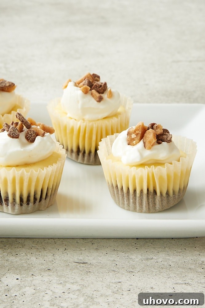 Gourmet Brownie Bottom Mini Cheesecakes garnished with a dollop of sweetened whipped cream and sprinkled with chocolate toffee bits, presented on a white serving tray.