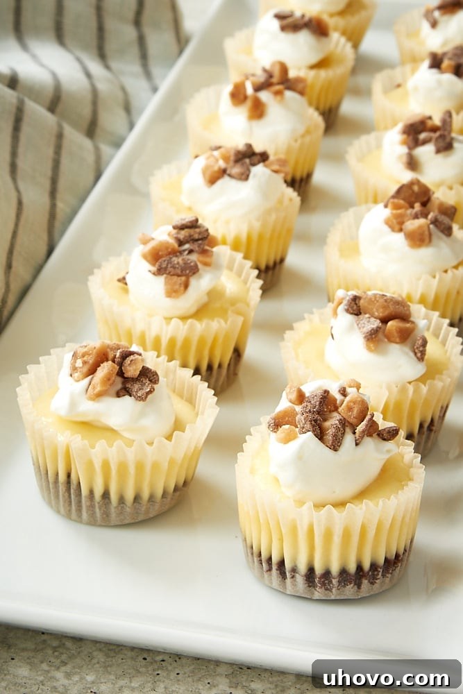 An inviting display of Brownie Bottom Mini Cheesecakes, perfectly portioned and ready for a special occasion, served on a pristine white tray.