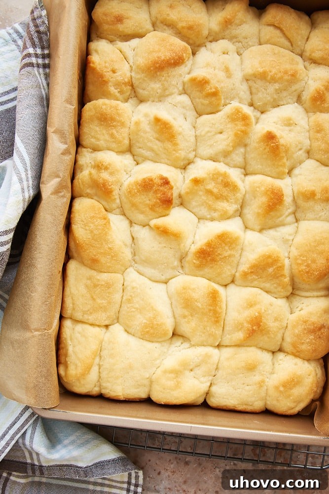 Angel Biscuits arranged closely in a parchment-lined baking pan, golden brown and perfectly risen.