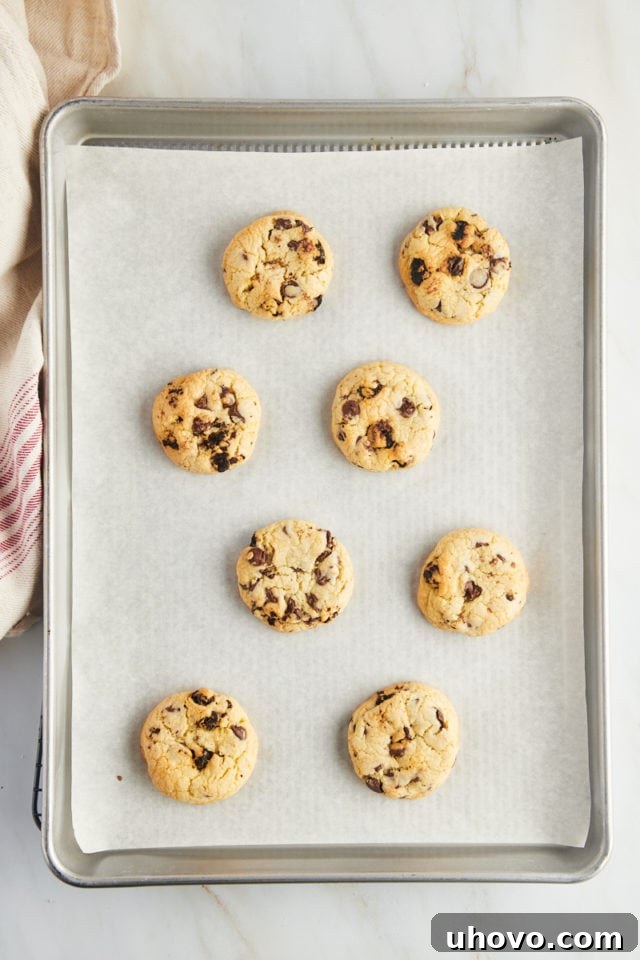 Freshly baked cherry chocolate chip cookies with golden-brown edges still on the baking tray, just out of the oven.