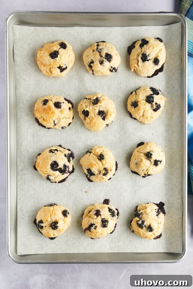Overhead view of baked golden-brown blueberry biscuits arranged on a baking sheet, fresh from the oven.