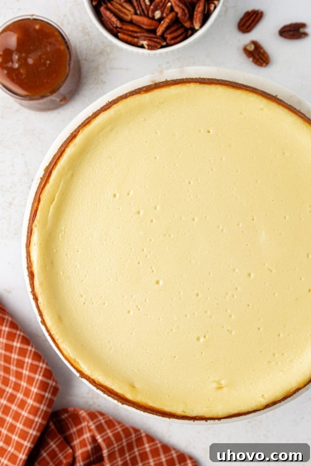 A baked and cooled cheesecake in a springform pan, before any topping is added, showing its golden-brown edges.