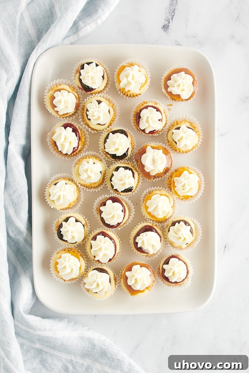 A mini cheesecake being garnished with a dollop of fluffy whipped cream using a piping bag.