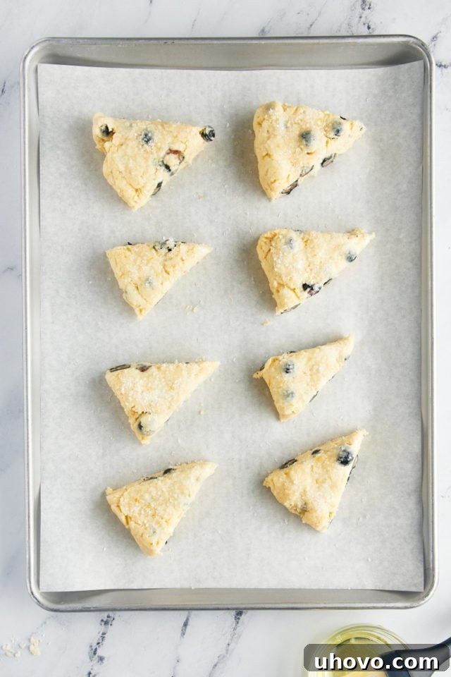 A baking sheet featuring blueberry scone wedges, brushed with egg white and generously sprinkled with coarse sugar, poised to enter the oven for baking.