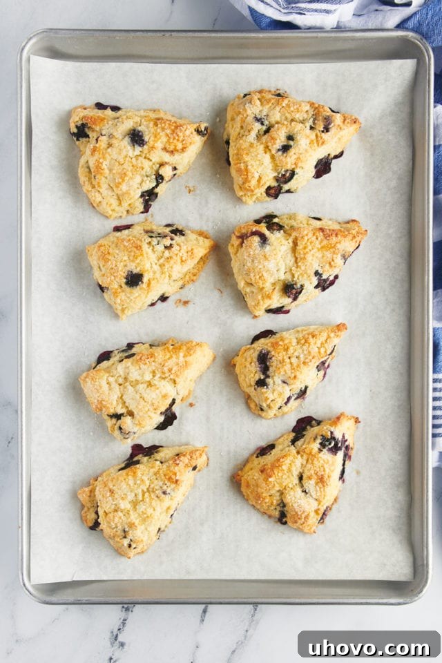 An overhead view of freshly baked, golden-brown blueberry scones cooling on a baking sheet, showcasing their perfect rise and enticing crust.