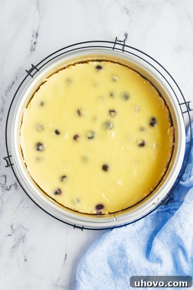 overhead view of freshly baked blueberry cheesecake