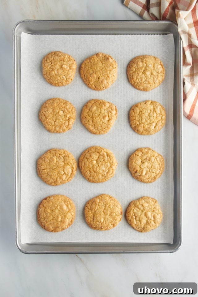 Overhead view of freshly baked white chocolate macadamia nut cookies on a baking sheet, exhibiting golden-brown edges and a soft center.