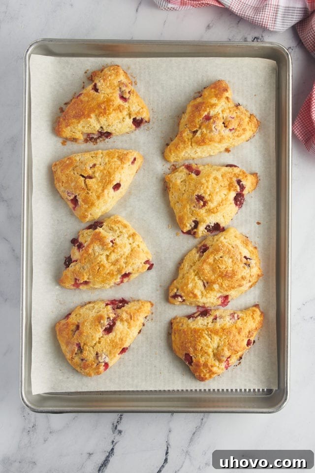 overhead view of freshly baked cranberry orange scones on a. parchment-lined baking sheet