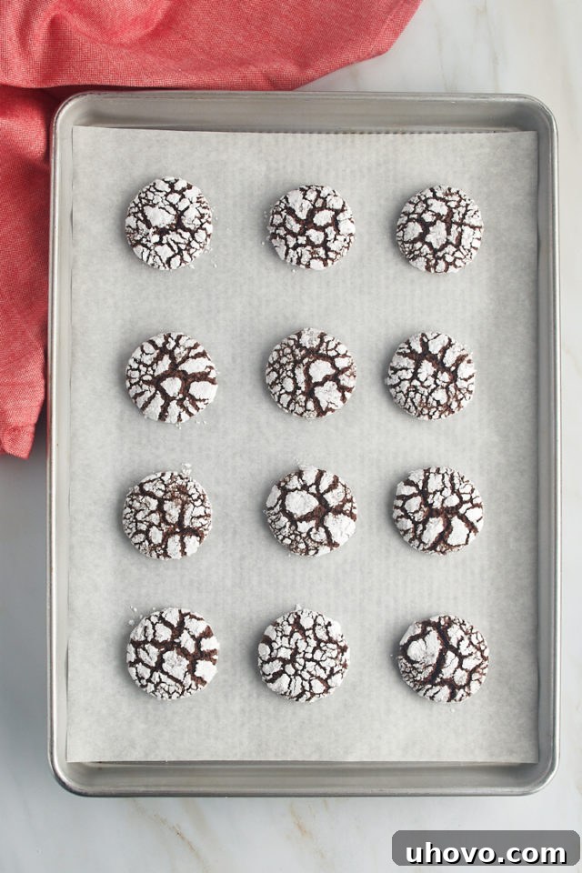 Overhead view of freshly baked chocolate crinkle cookies on a parchment-lined baking sheet, showing their beautifully crackled tops.