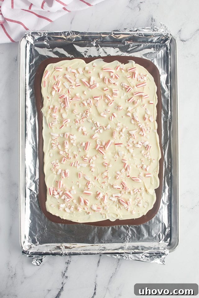 Overhead view of the fully assembled peppermint bark on a foil-lined baking sheet, with candies pressed into the white chocolate, chilling to set.