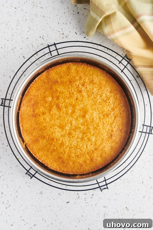 olive oil cake of freshly baked olive oil cake in a cake pan cooling on a wire rack