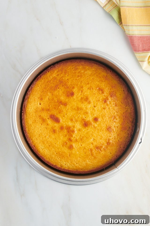 overhead view of a freshly baked, golden brown lemon ricotta cake cooling in its springform pan after baking