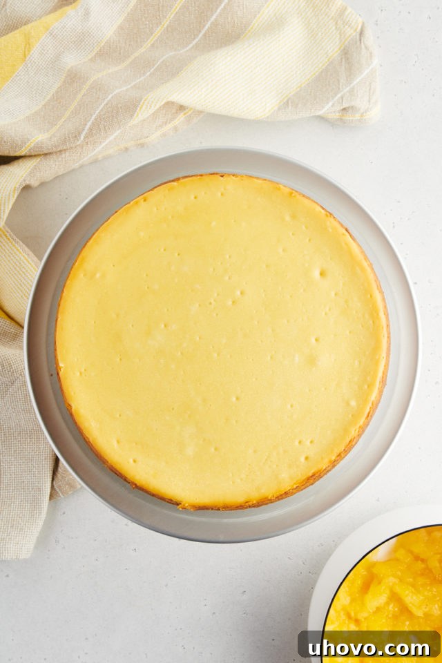 A pristine, baked pineapple cheesecake, light golden on top, freshly removed from the oven and still in its springform pan, awaiting its crucial cooling and chilling stages.