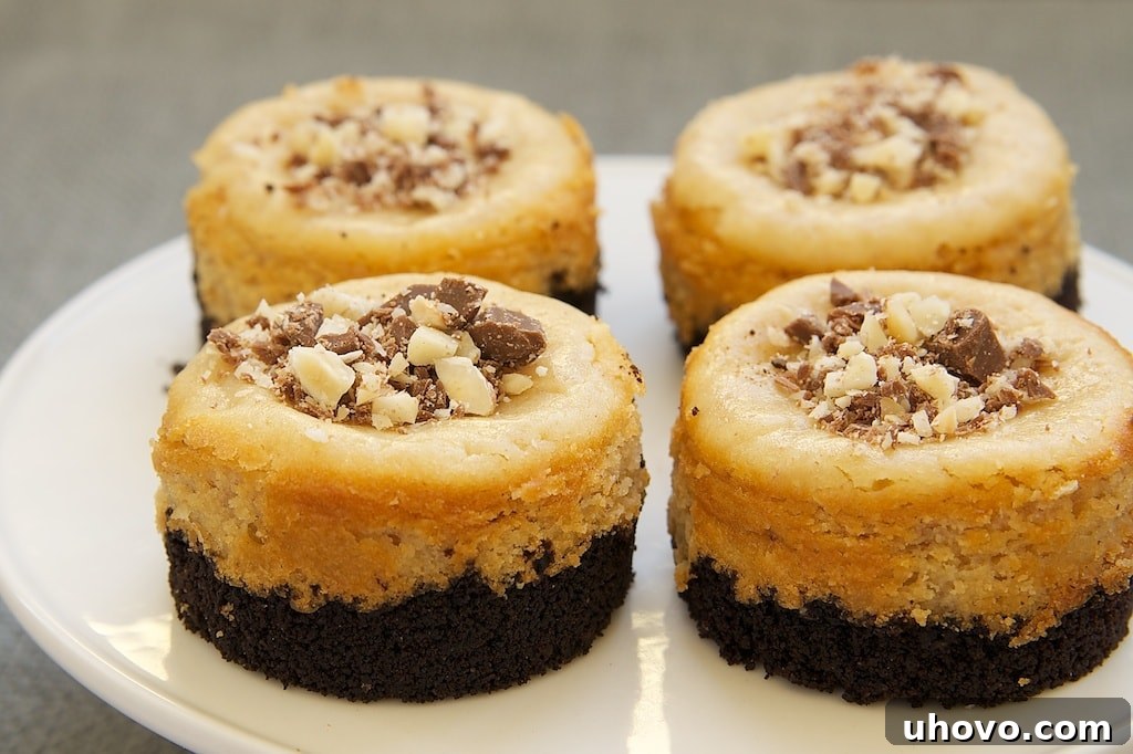 Peanut Butter Mini Cheesecakes with Chocolate Cookie Crust are sweet, nutty, bite-size desserts with big chocolate and peanut butter flavor.