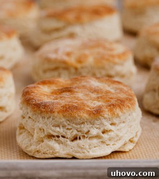 Buttermilk biscuits baked to golden perfection on a sheet pan