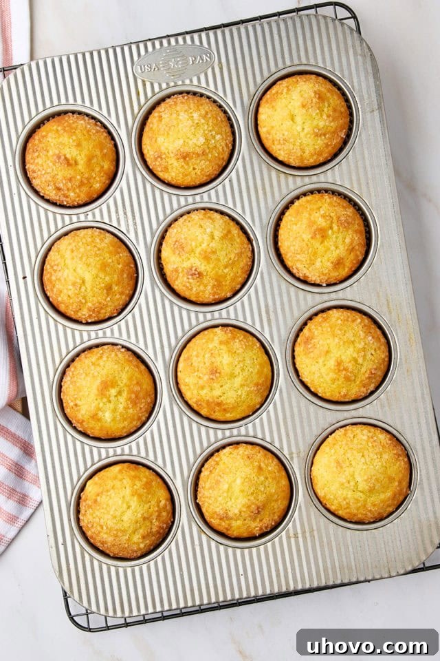 Overhead view of a batch of freshly baked orange ricotta muffins, golden brown and puffed, cooling in their muffin pan