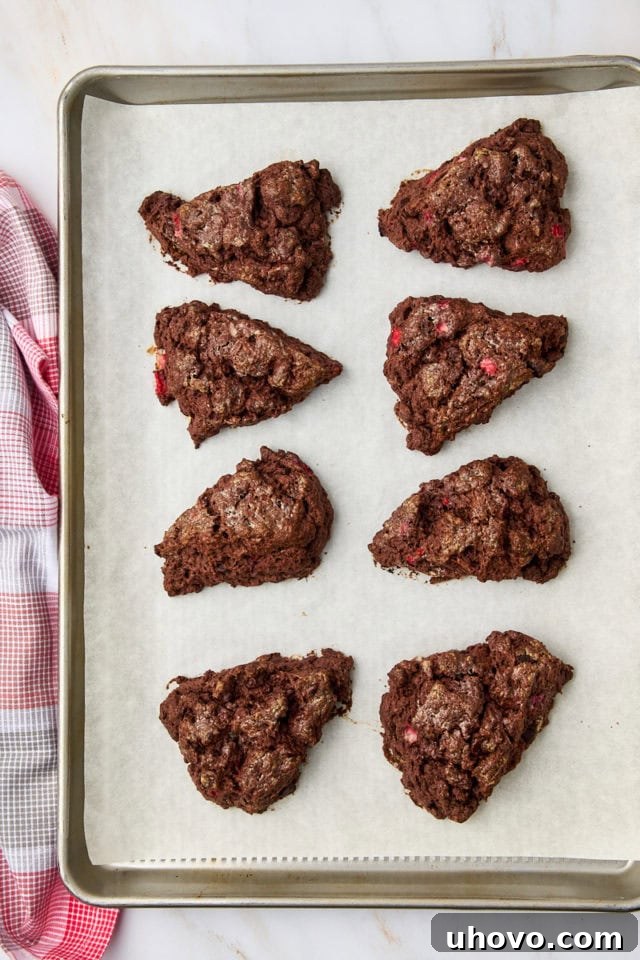 Overhead view of freshly baked chocolate strawberry scones, golden brown and puffed, cooling on a baking sheet straight from the oven.