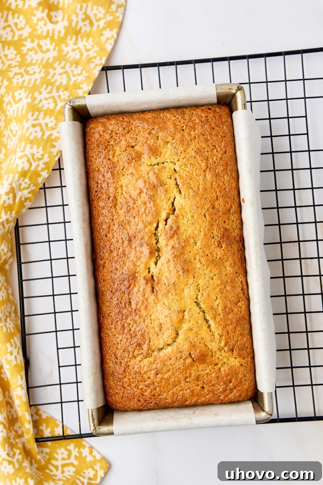 An overhead view of a freshly baked, golden-brown lemon poppy seed loaf sitting in its pan on a wire rack, cooling down after being removed from the oven.