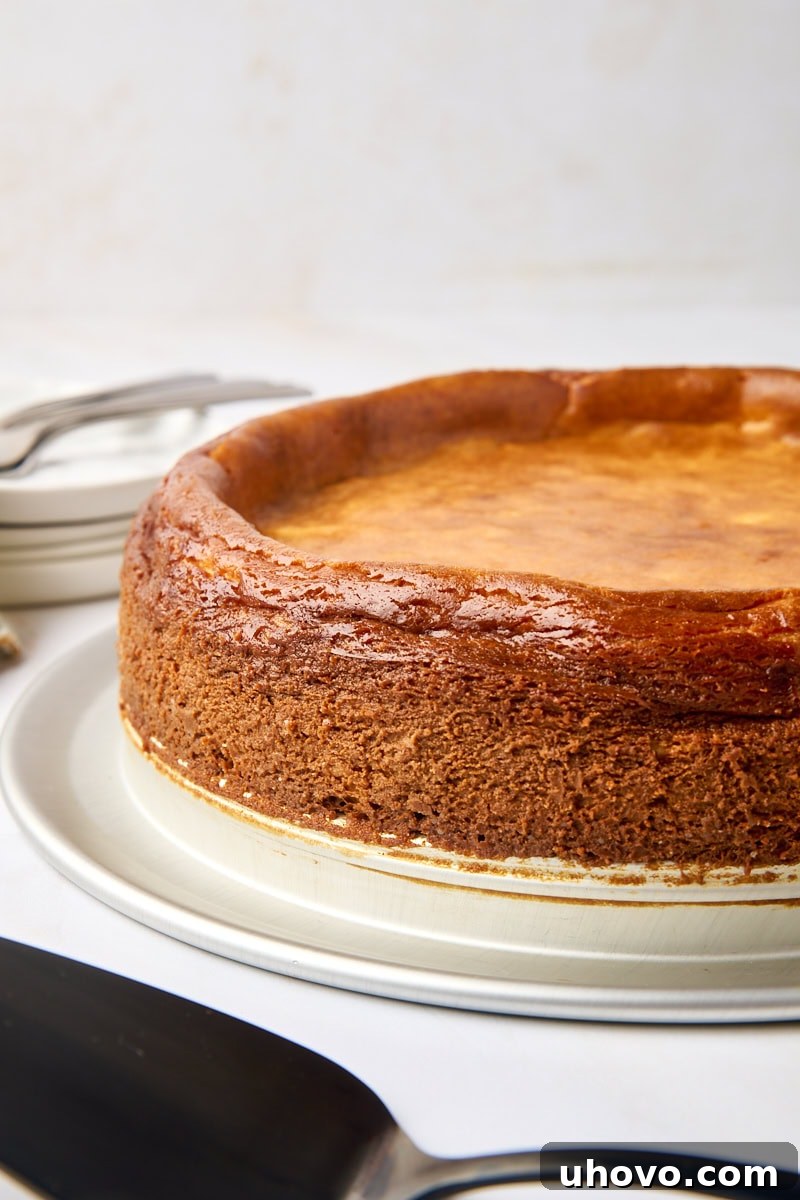 A freshly baked New York cheesecake, perfectly set, rests on the metal base of a springform pan, showcasing its smooth, golden-brown surface and ready for chilling.