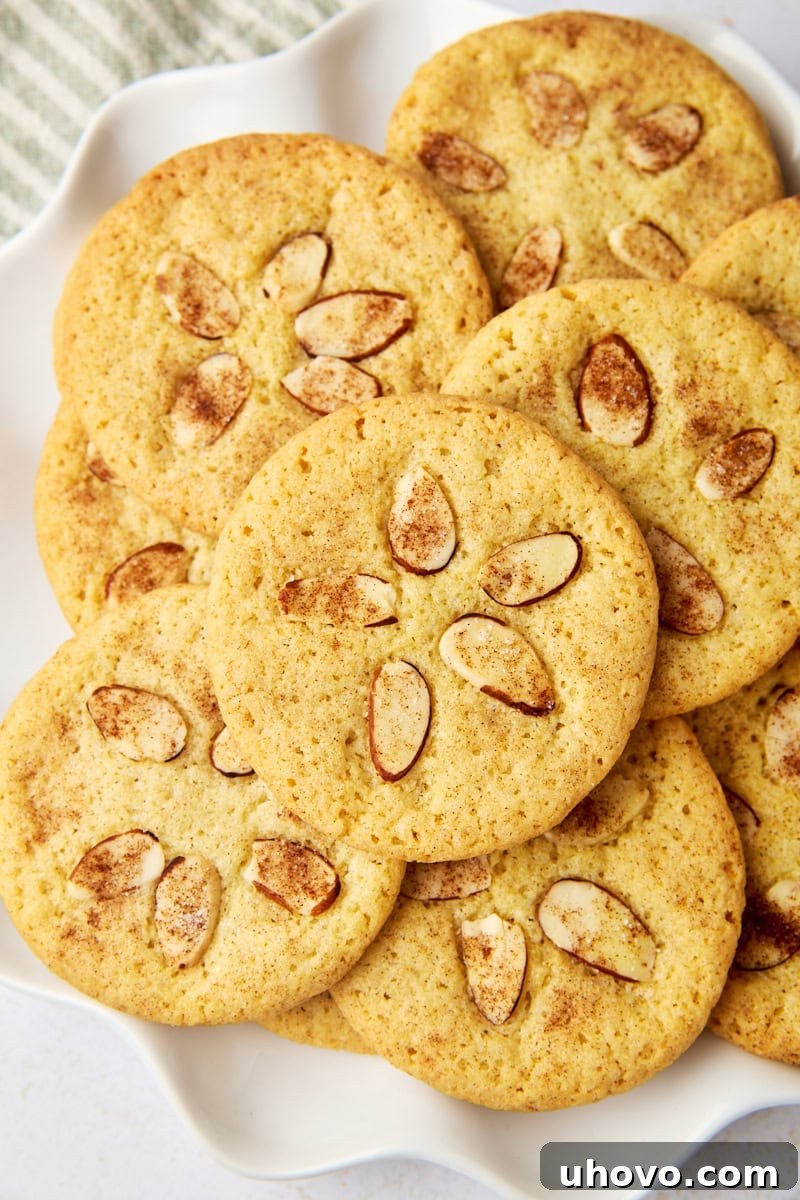overhead view of several sand dollar cookies on a white plate