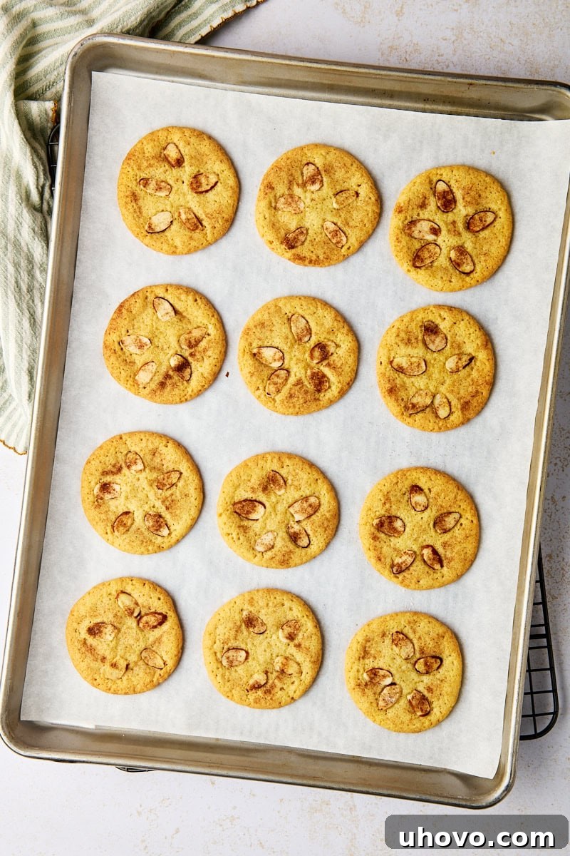 overhead view of freshly baked sand dollar cookies on a lined baking sheet set on a wire rack