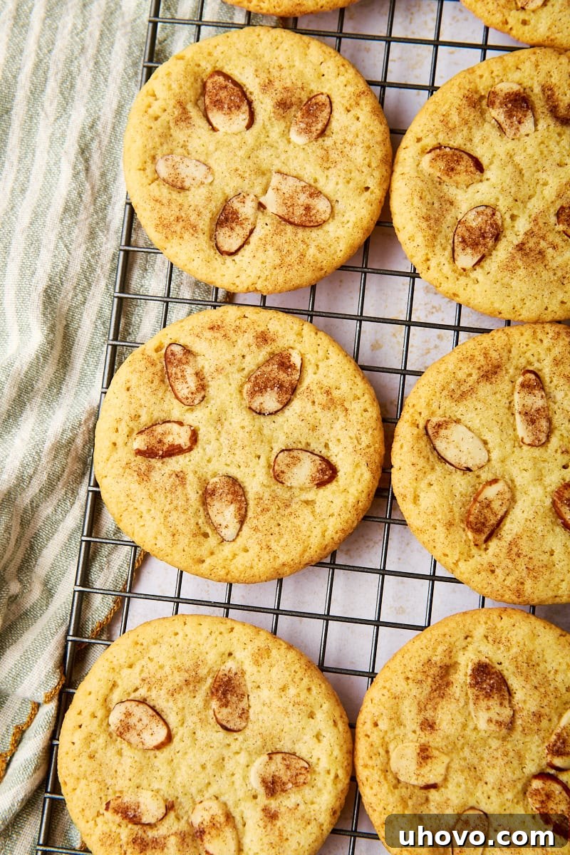 overhead view of sand dollar cookies on a wire rack