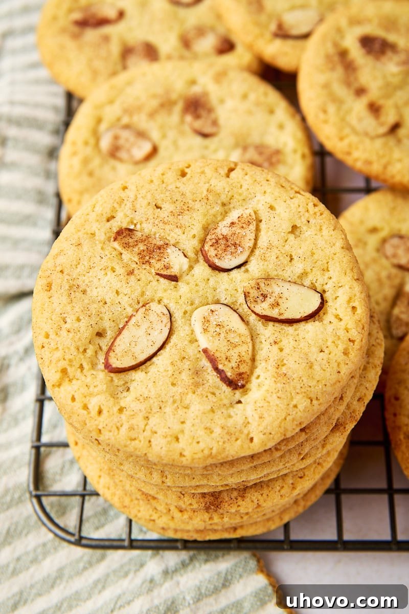 a stack of sand dollar cookies on a wire rack surrounded by more cookies