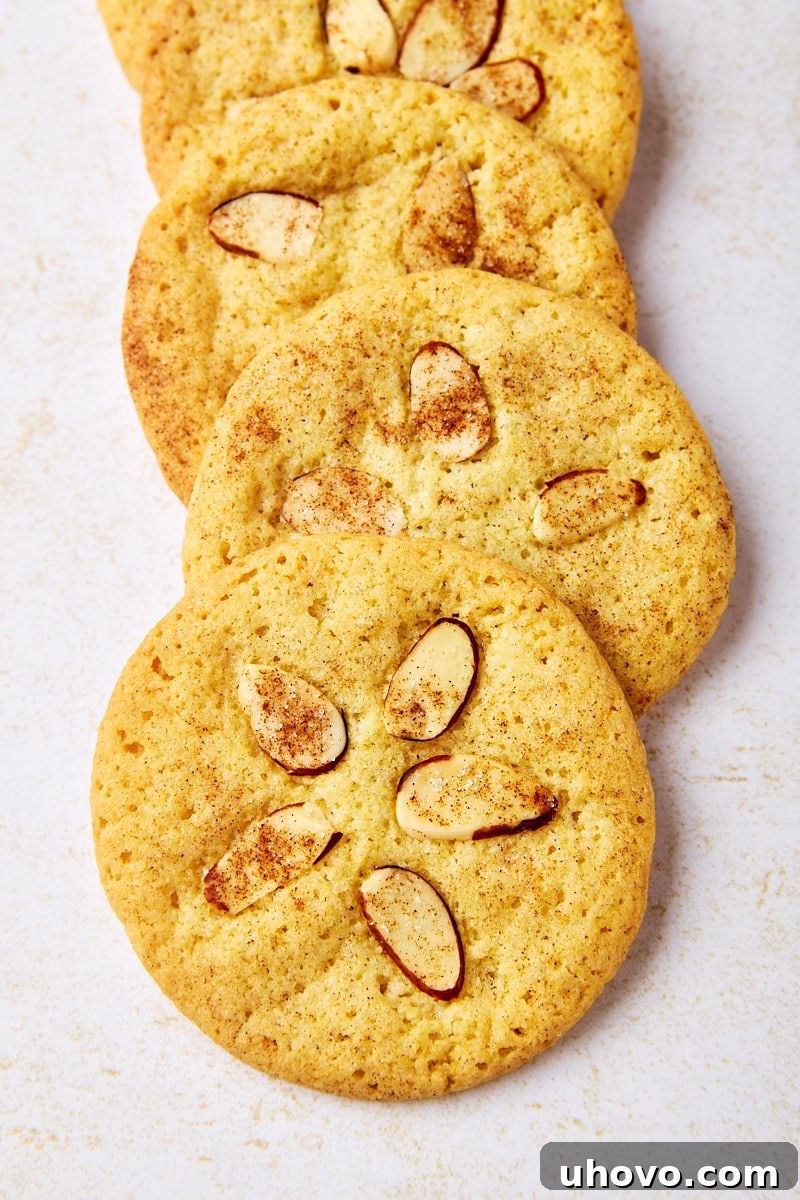 four overlapping sand dollar cookies on a white surface