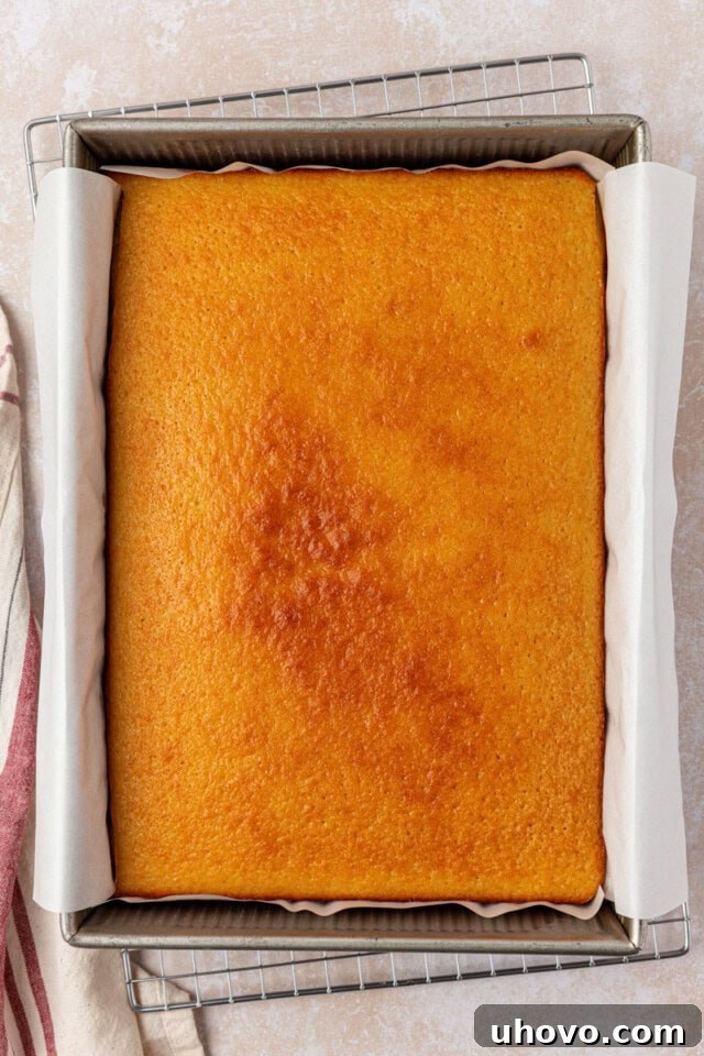 An overhead view of a freshly baked hot milk cake cooling in its 9x13 inch pan, golden brown on top with a perfectly risen, even surface.