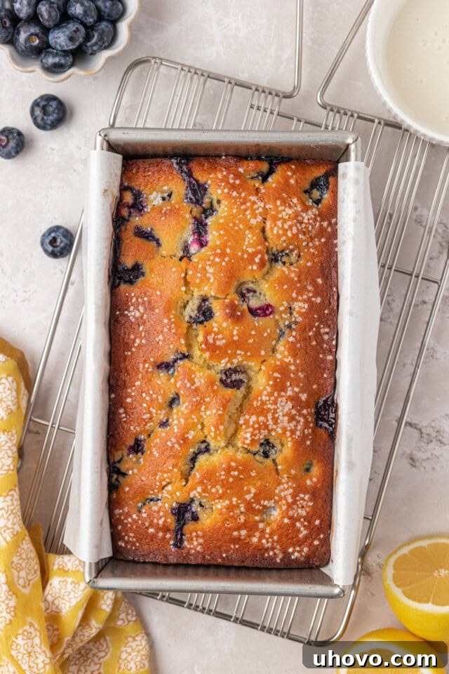 overhead view of freshly baked blueberry ricotta cake in a loaf pan