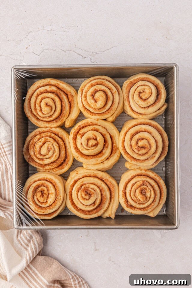 Overnight Cinnamon Roll Recipe for Fluffy Morning Pastry 8 shaped cinnamon rolls in a square baking pan